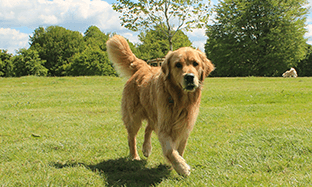 ¿Cómo mantener a mi mascota en un peso saludable y por qué debo hacerlo?
